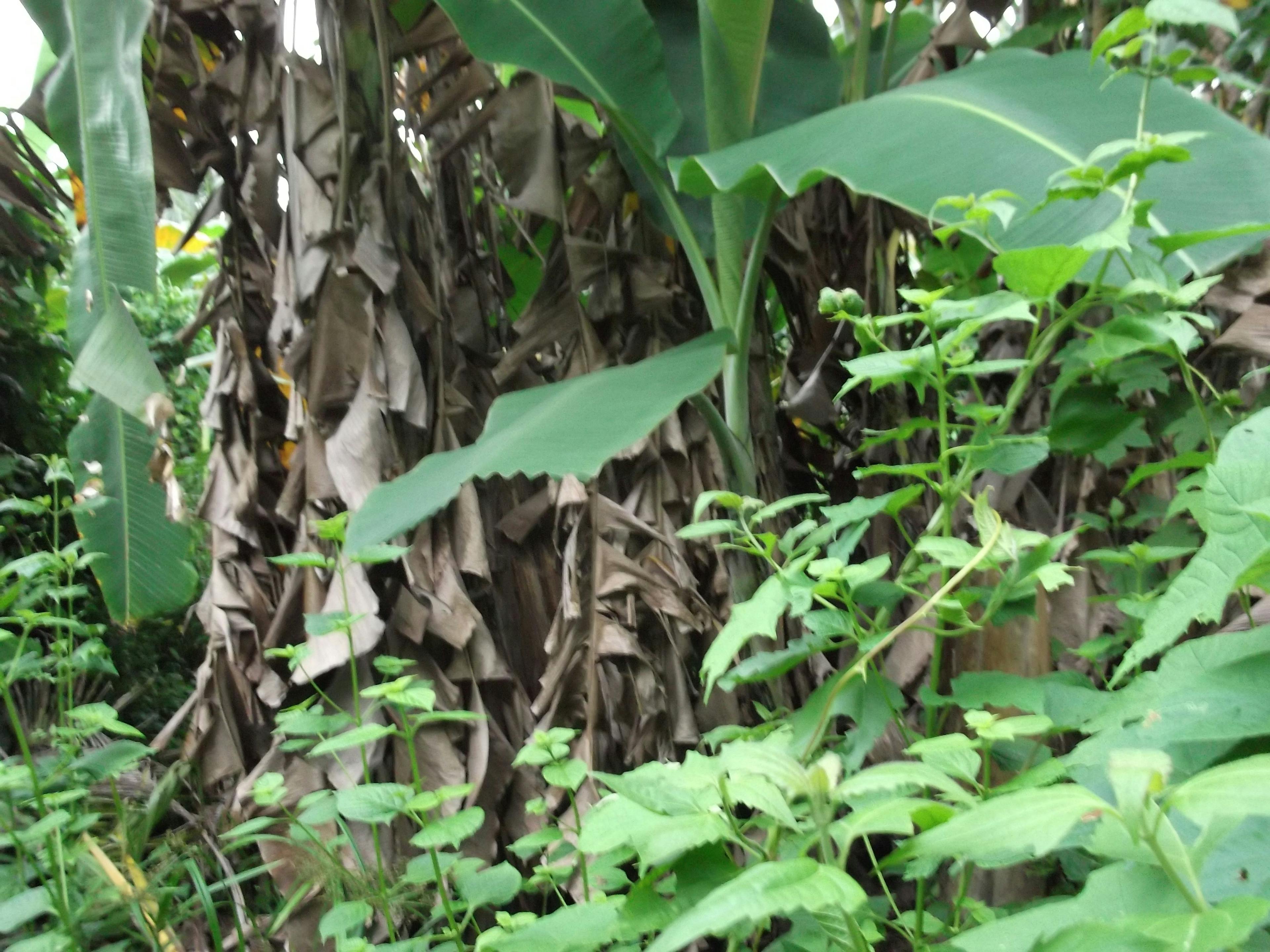 banana-tree-dry-leaves.JPG