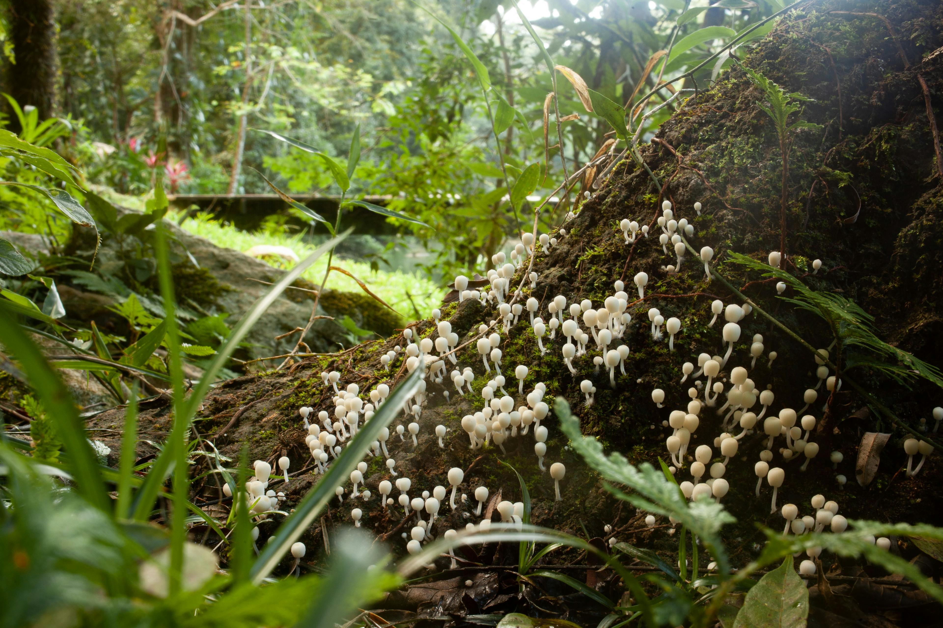 forest-fungus-belize.jpg
