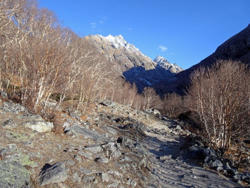 birch-forest-nepal-himalayas.jpg