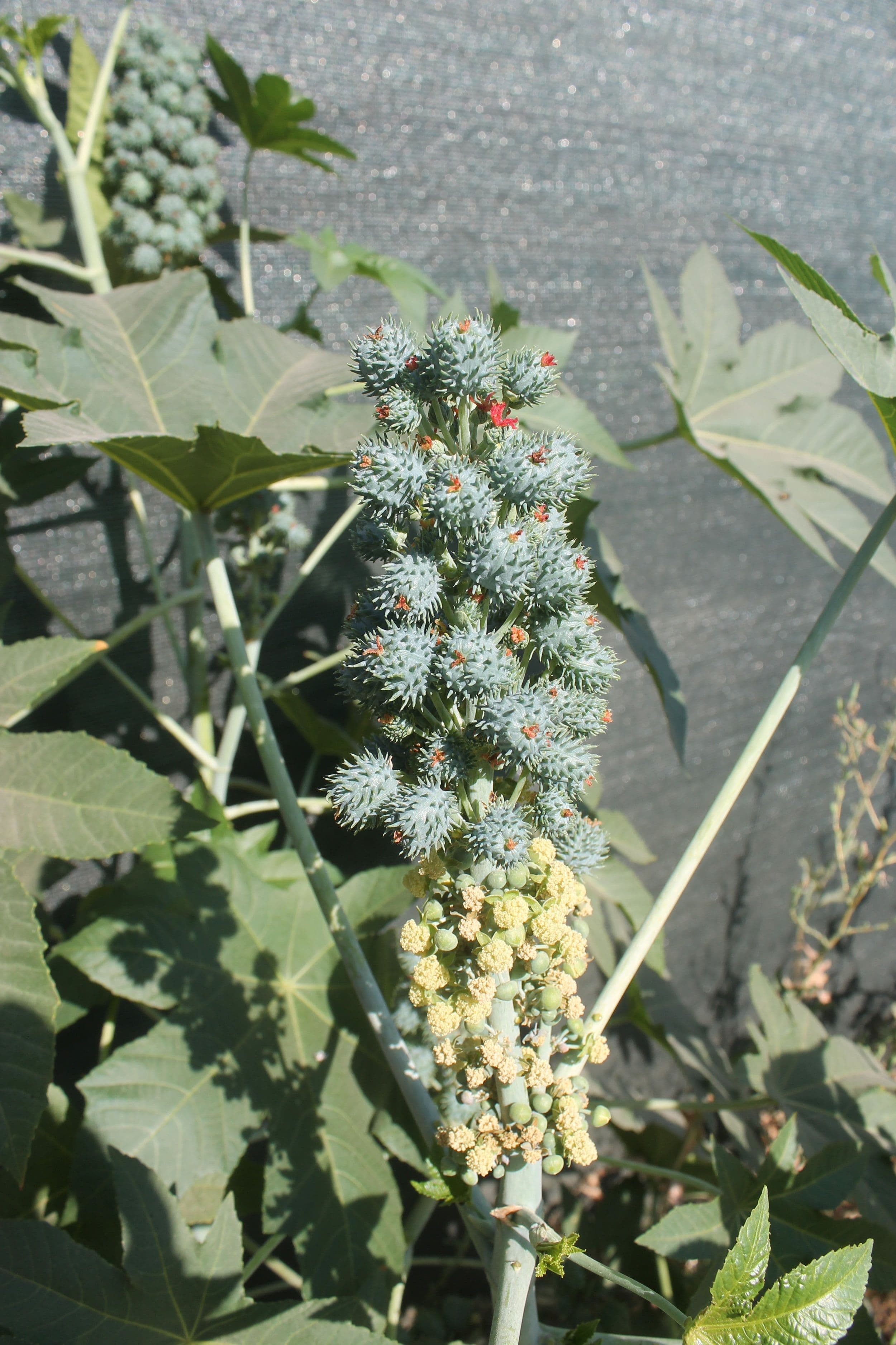 castor-bean-growing-fruit.jpeg