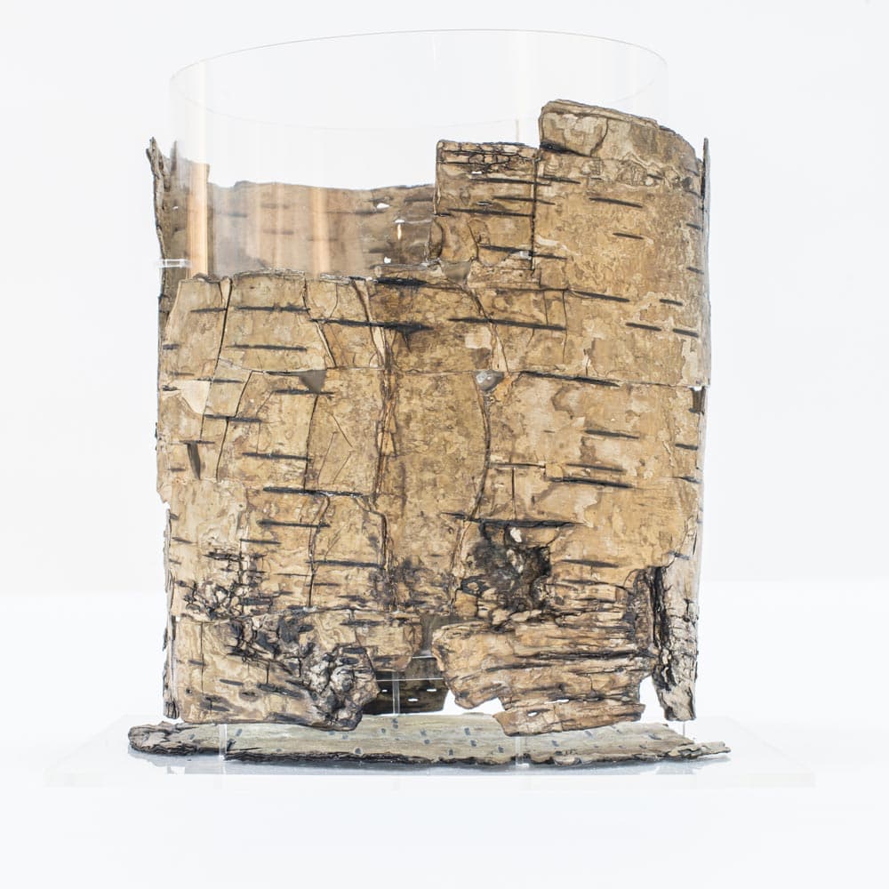 otzi-birch-bark.jpg