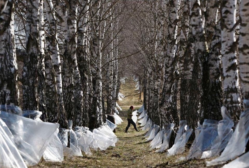 workers-gather-birch-sap-belarus.jpg